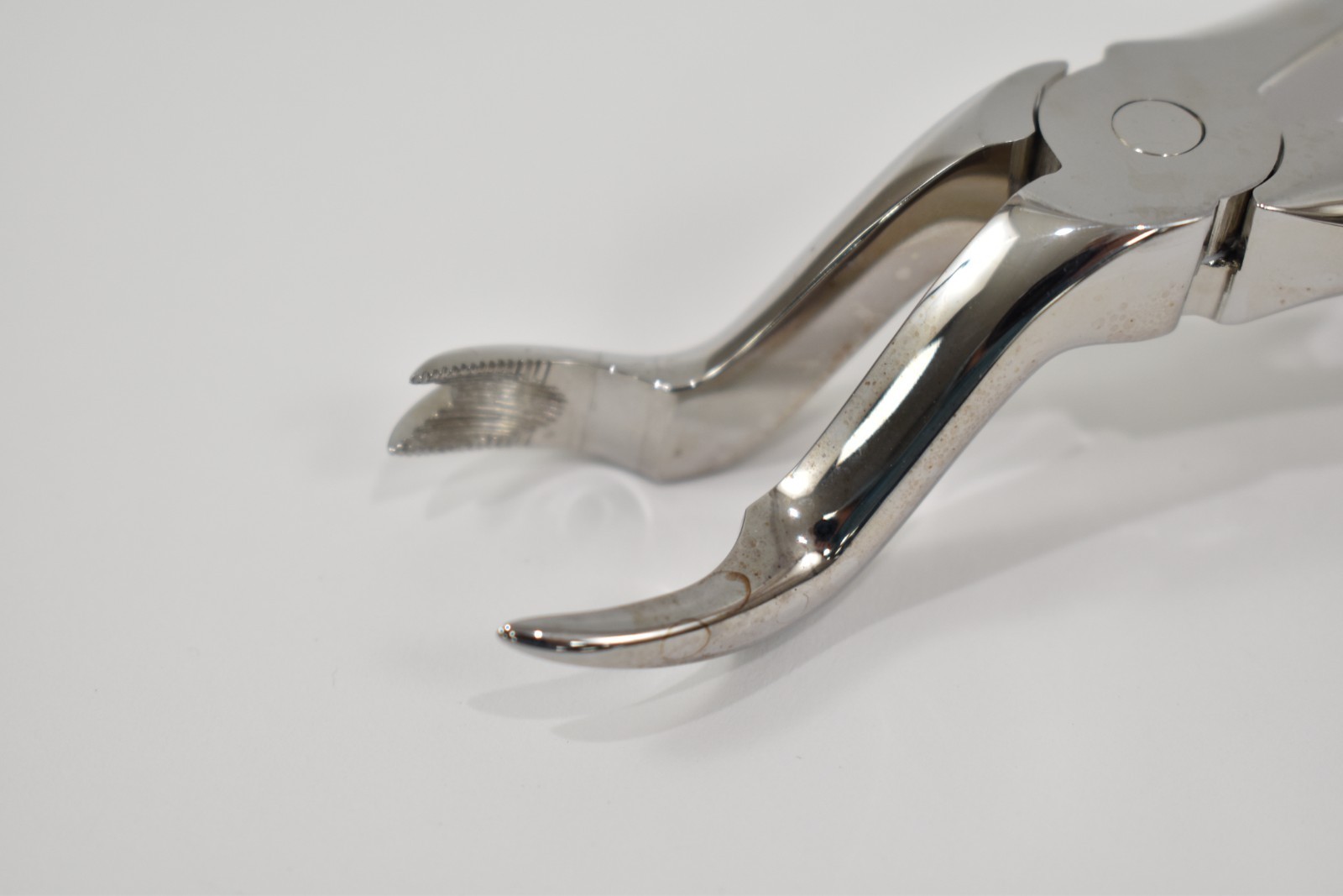 Dental Forceps Karl Schumacher EXF1267R , Bayonet w/ Small Right Cowhorn